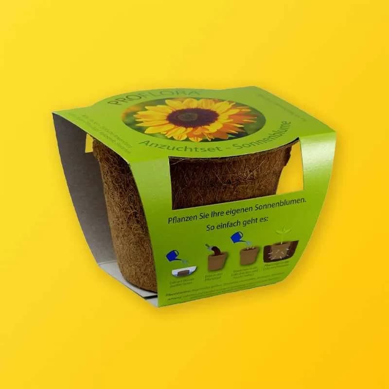 Sunflower Seeds Boxes - Image 5